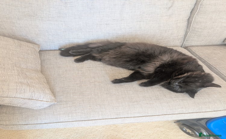 Maine Coon cats - Advert 1