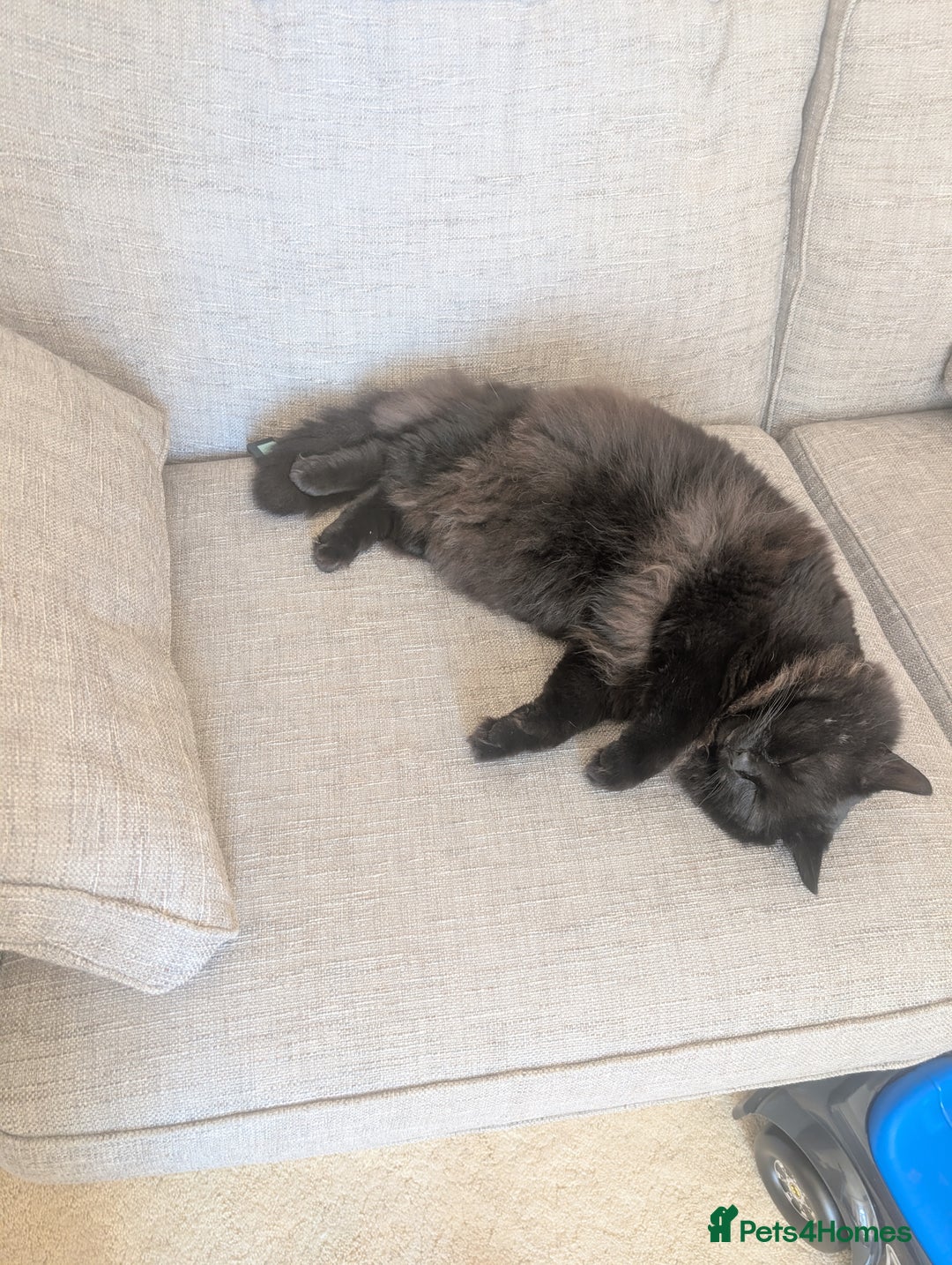 Maine Coon cats for sale: Maine coon cross looking for forever home - Image 1