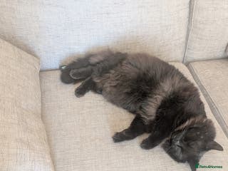 Maine Coon cats Maine coon cross looking for forever home - Advert 9