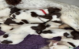 English Springer Spaniel dogs for sale: Beautiful Springer Spaniel working line - Advert 6