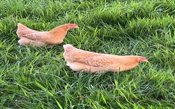 Chickens poultry for sale: Lovely Point of Lay Hybrid Hens - Image 9