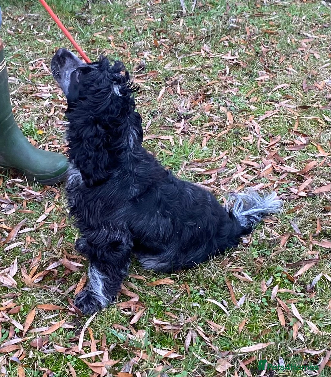 Cocker Spaniel dogs for sale: Adorable show cocker adult girls  - Advert 10