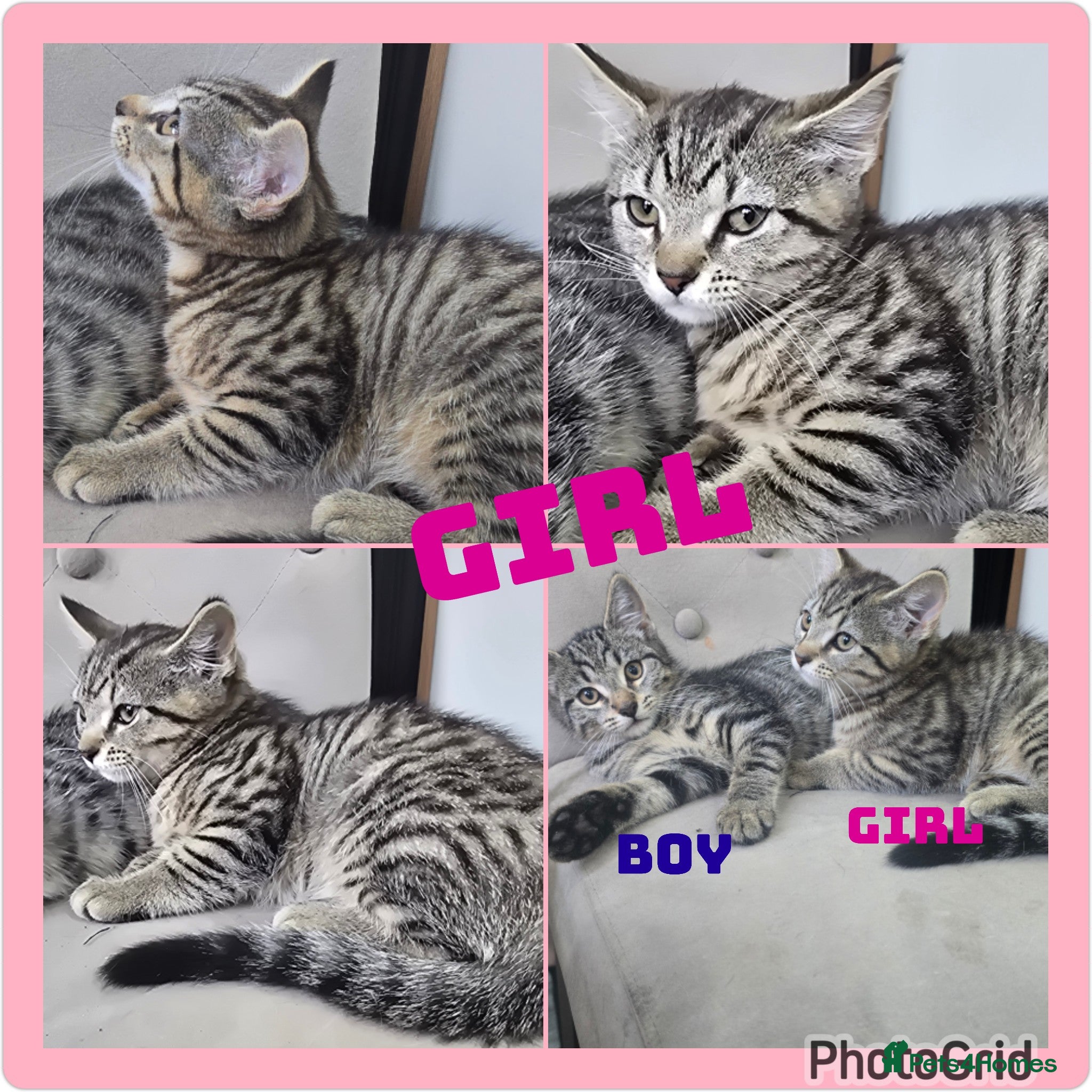 Mixed Breed cats X3 lovely kittens looking for there forever homes - Advert 13
