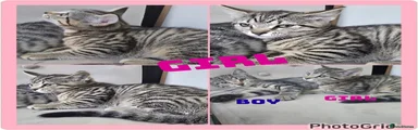 Mixed Breed 2