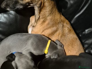 Mixed Breed dogs Greyhound lurcher cross - Advert 2