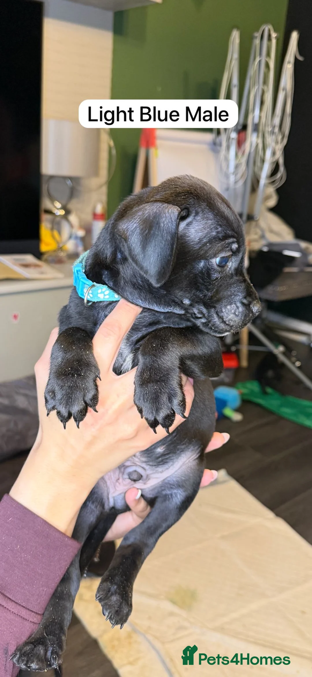 Mixed Breed dogs for sale: Canis Panther Pups - Advert 13