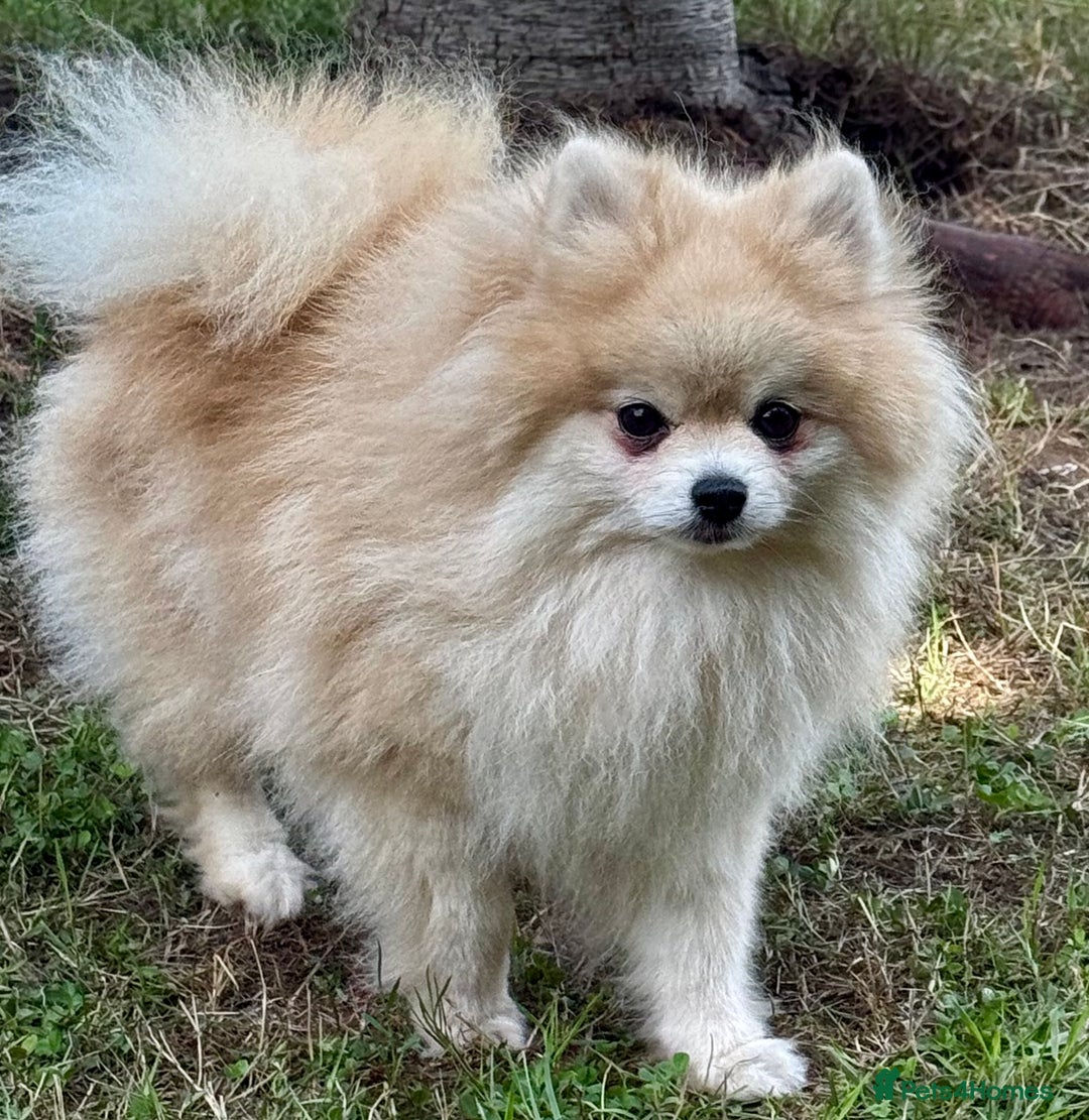 Pomeranian dogs for adoption: Mia – Just a Little Body, Carrying So Much Pain - Image 3