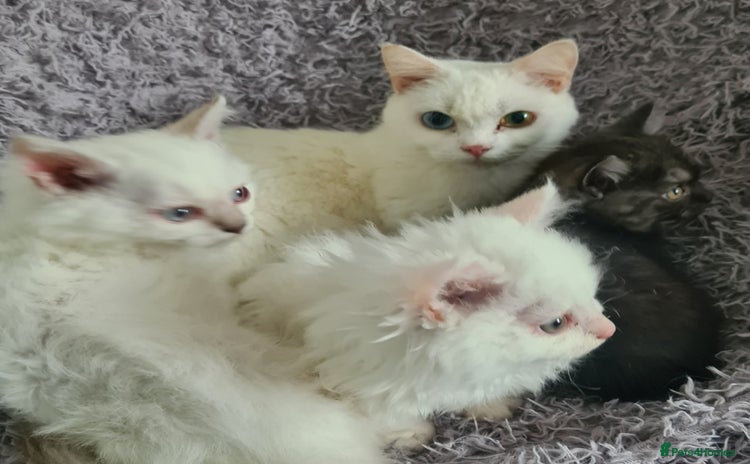 Munchkin cats in London - Advert 3