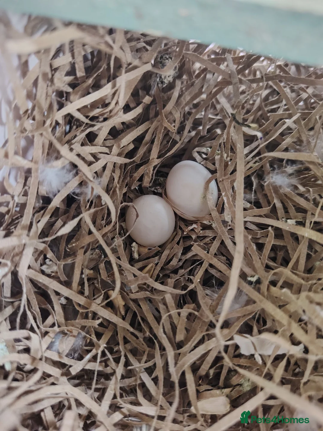 Cockatiels birds for sale: 3 Cockatiels, 1 grey male and 2 females  - Advert 2