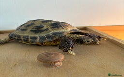 Hermann Tortoise reptiles for sale: Tortoise with table and lamp - Image 5