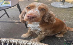 Cocker Spaniel dogs for sale: 🐶 Beautiful Show Cocker Spaniel Puppies 🐾 - Image 10