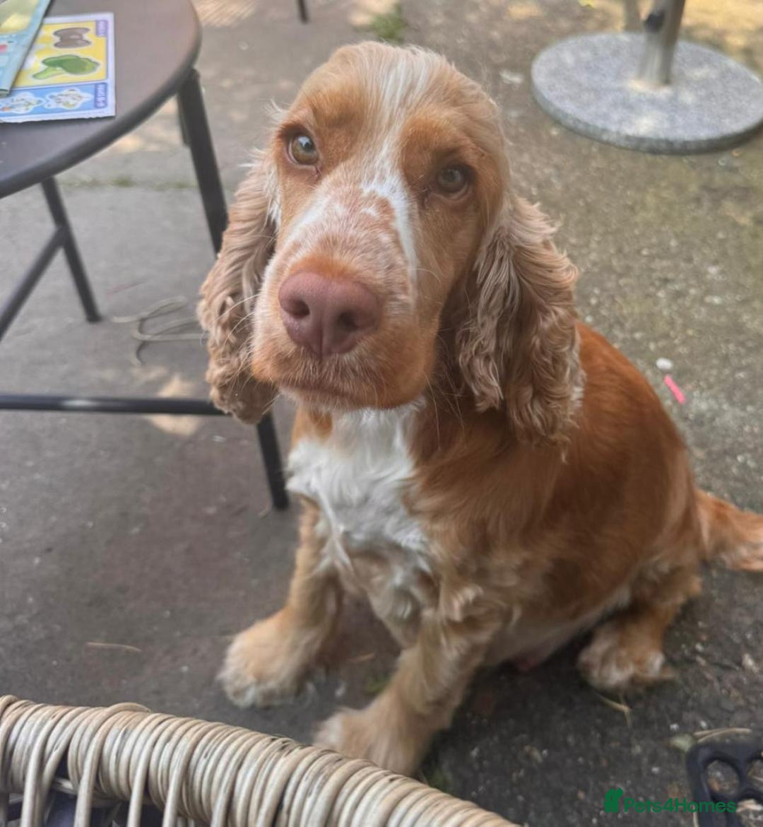 Cocker Spaniel dogs for sale: 🐶 Beautiful Show Cocker Spaniel Puppies 🐾 - Image 10