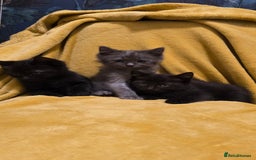 Mixed Breed cats for sale: Beautiful half ragdoll kittens - Image 13