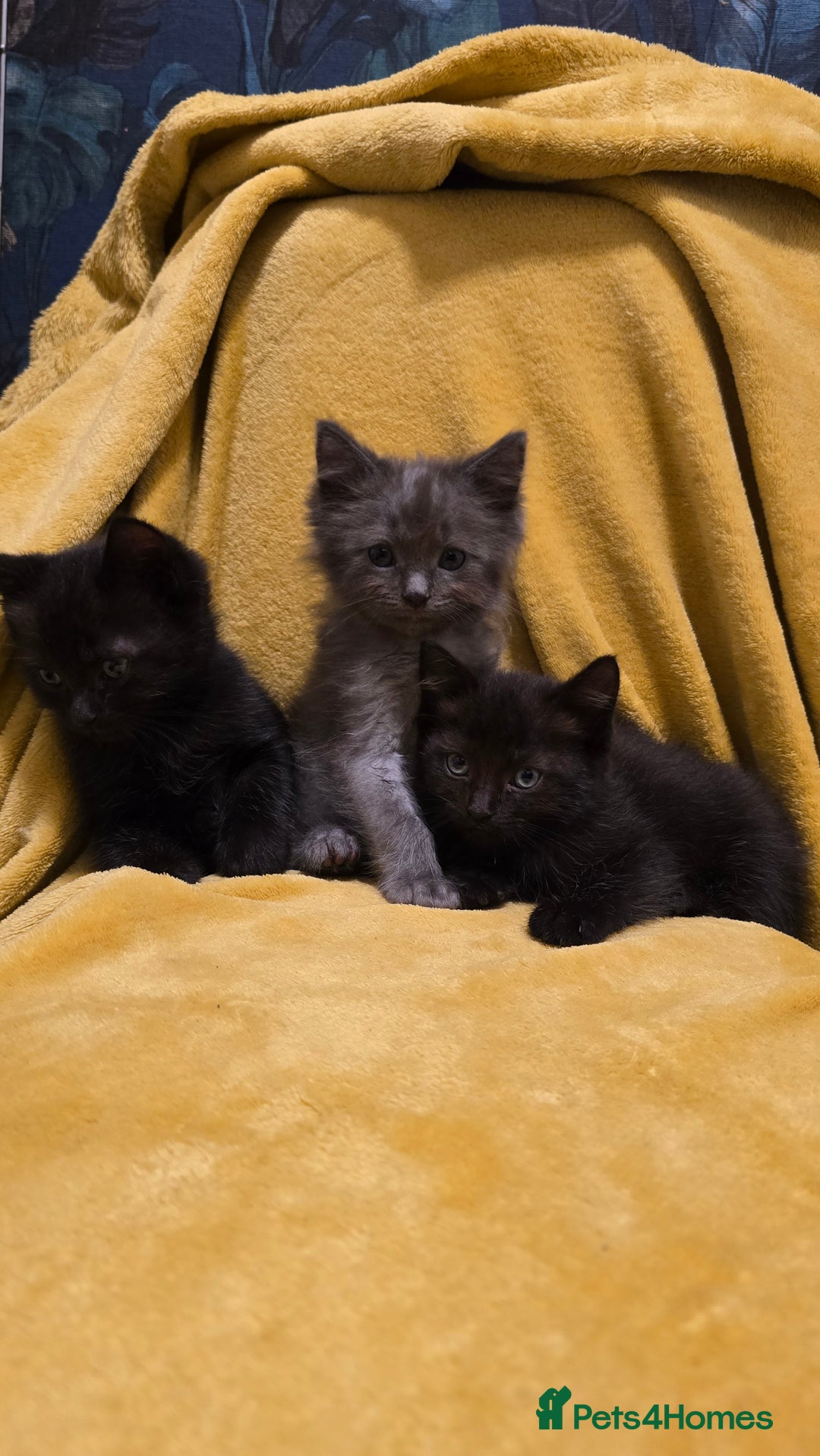 Mixed Breed cats for sale: Beautiful half ragdoll kittens - Image 13
