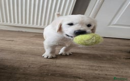 Goldendoodle dogs for sale: Goldendoodle retriever  - Image 30