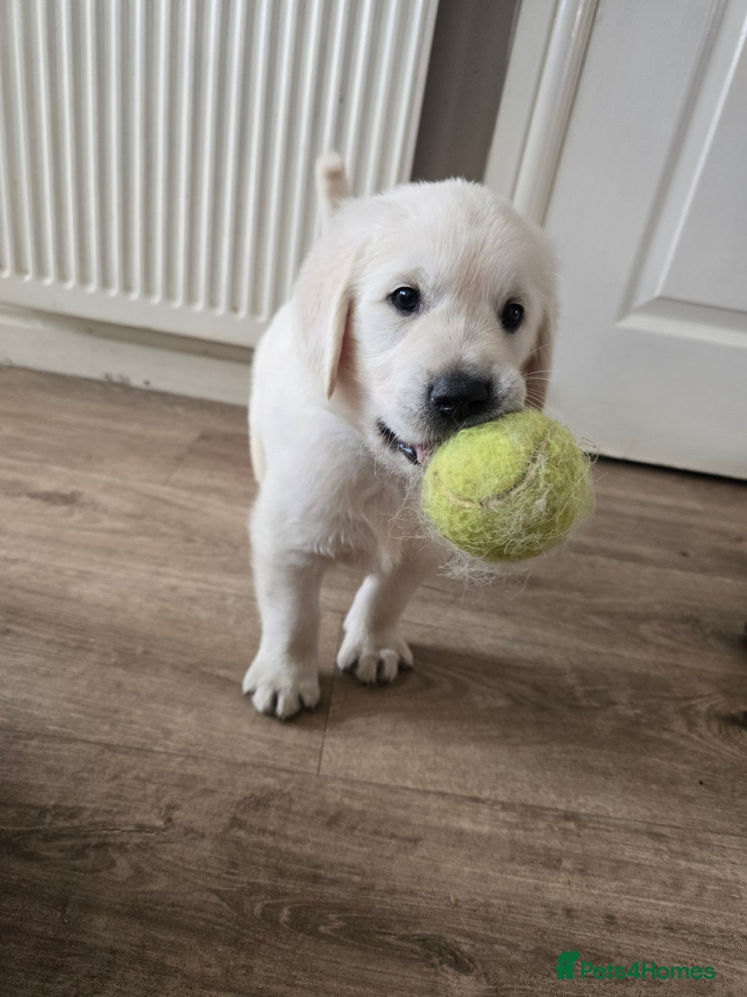 Goldendoodle dogs for sale: Goldendoodle retriever  - Image 30