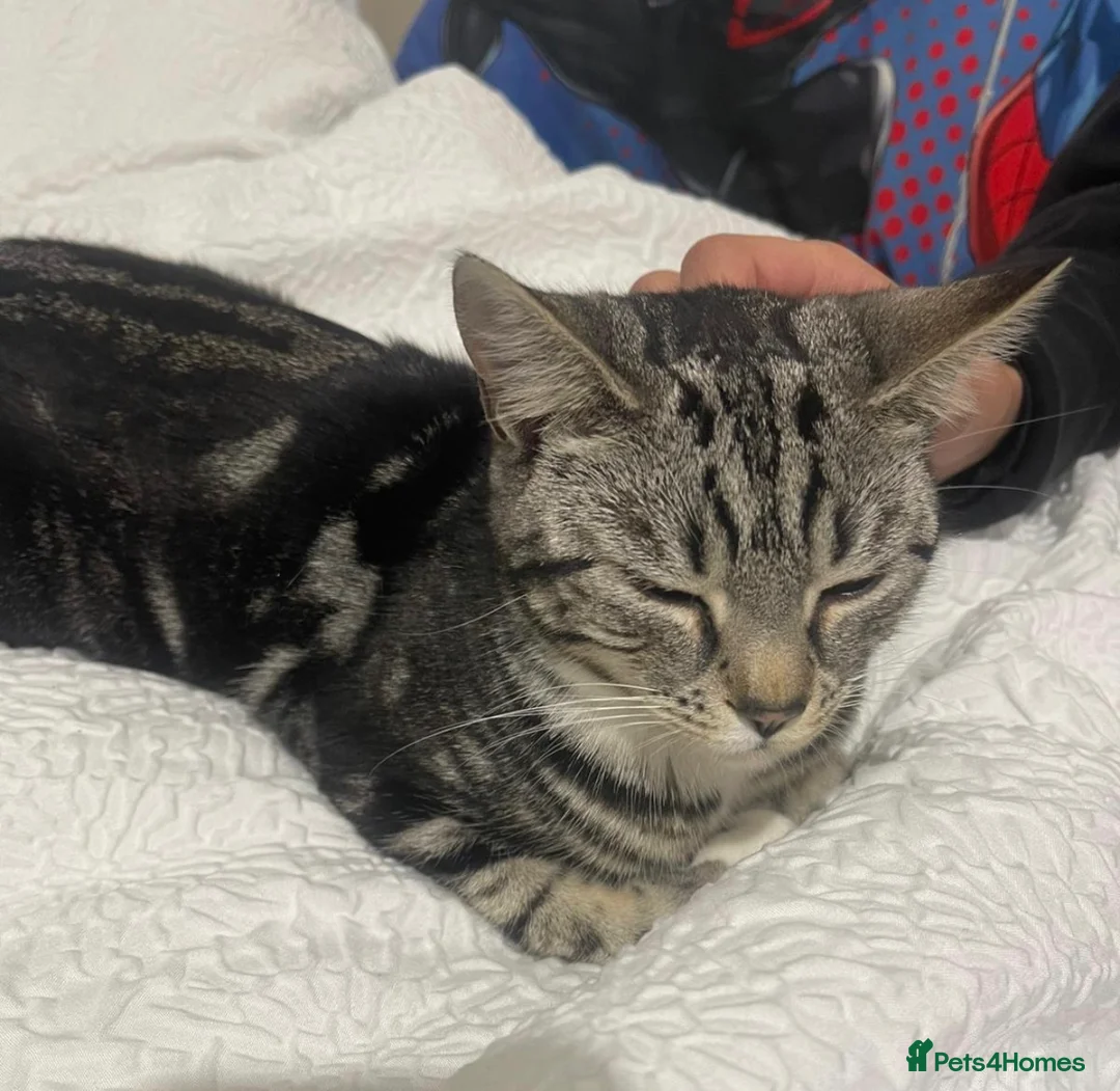 Bengal cats for sale: Bengal kitten 9 months old  - Advert 4