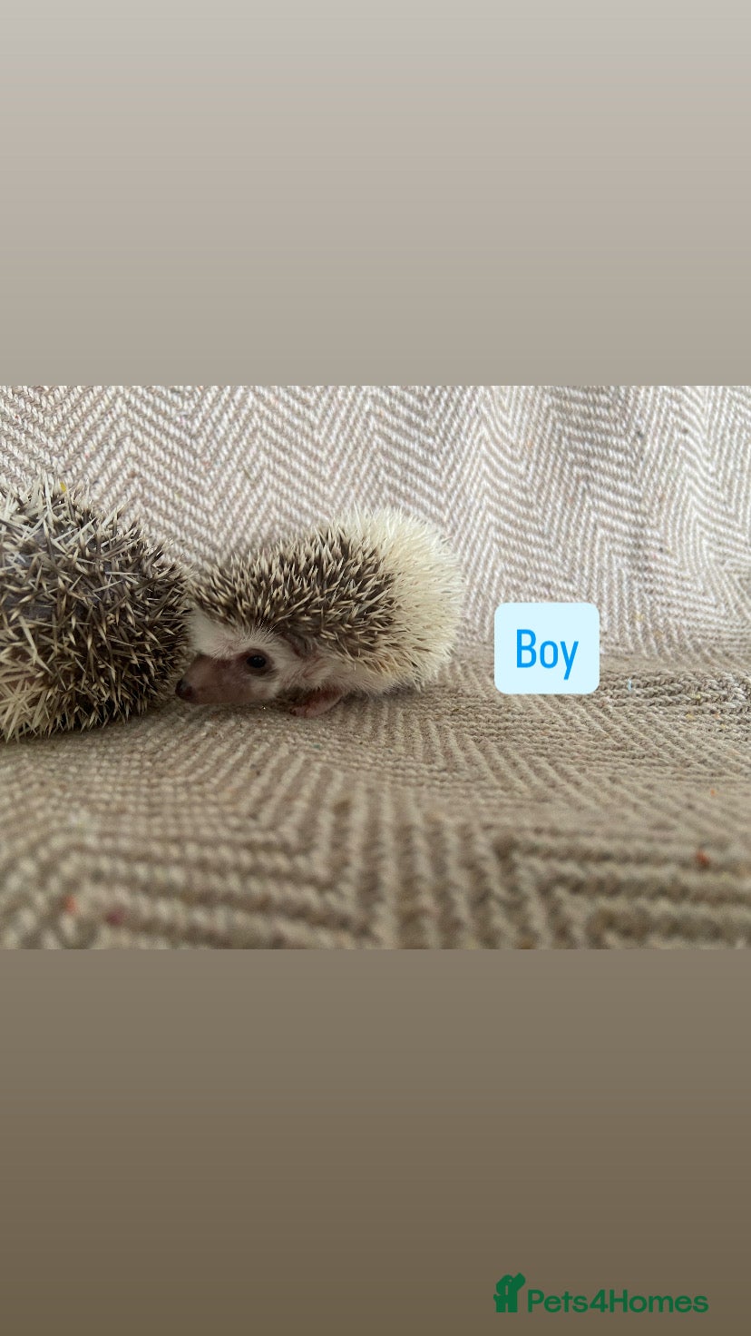 Pygmy Hedgehog rodents for sale: African Pygmy Hedgehogs  - Advert 5