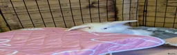 Mixed Breed rabbits for sale: Casper in Stranraer - Advert 4