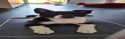 Border Collie dogs for stud: PROVEN ISDS & KC Reg Working Border Collie in Farnborough - Advert 8
