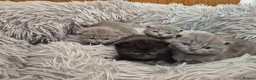 British Shorthair cats for sale: Gorgeous british short hair kitten - Advert 3