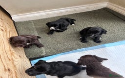 Sprocker dogs for sale: Sprocker spaniels F1 Ready 2nd October - Image 3