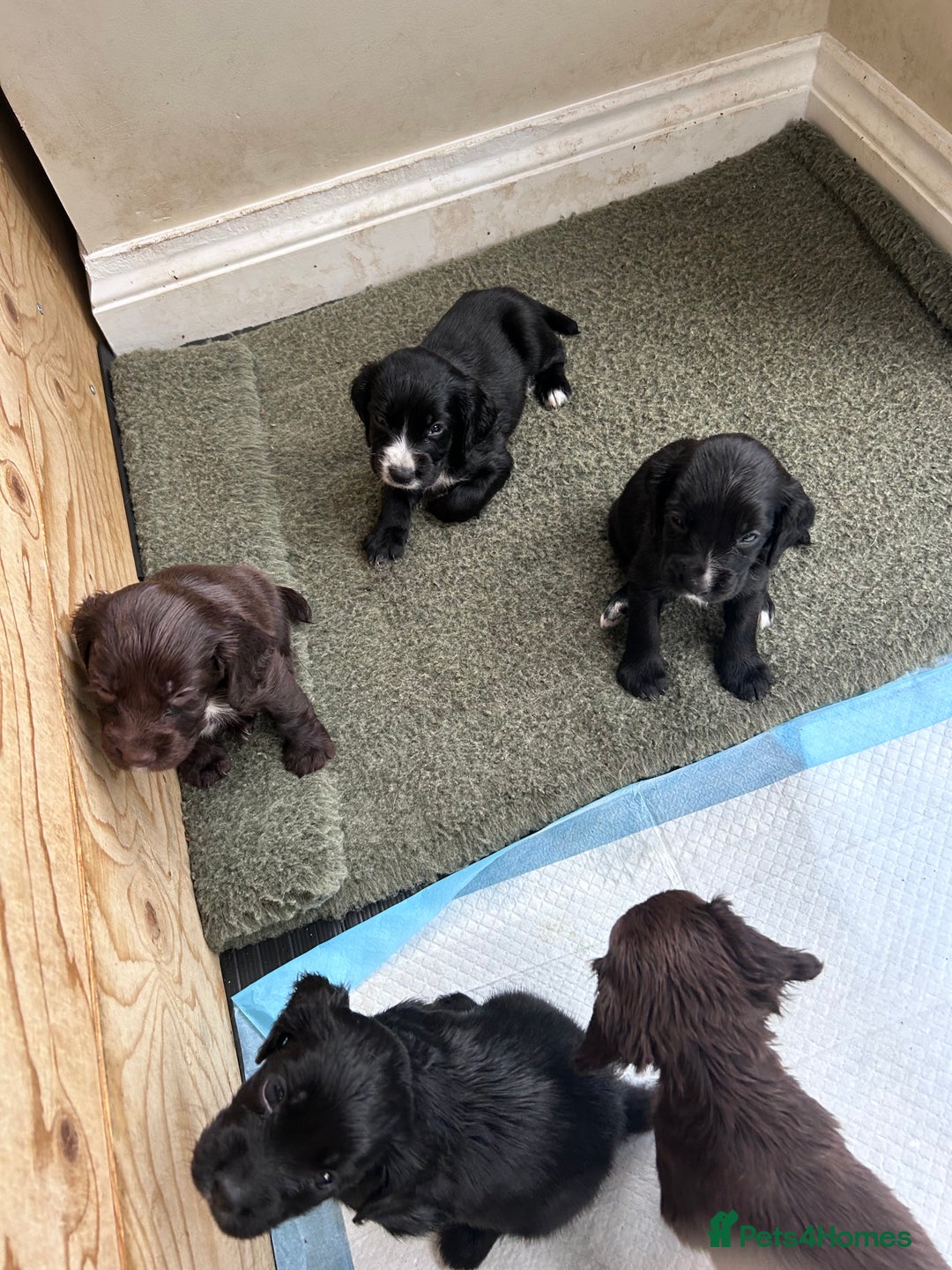 Sprocker dogs for sale: Sprocker spaniels F1 Ready 2nd October - Image 3