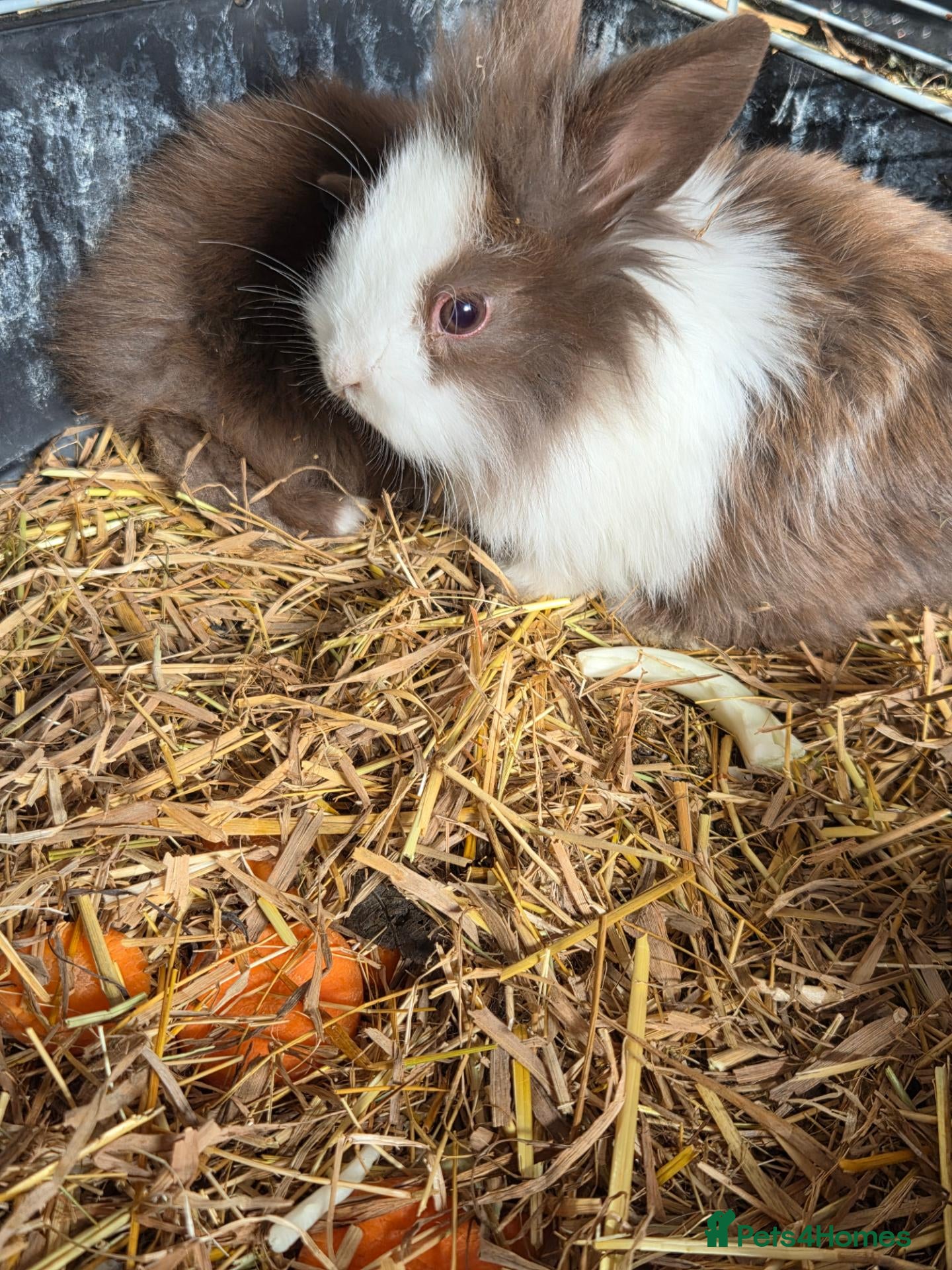 Lionhead rabbits 7 fluffy bunnies - Advert 1