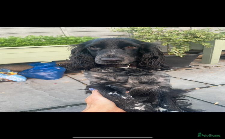 Cockapoo dogs - Advert 12
