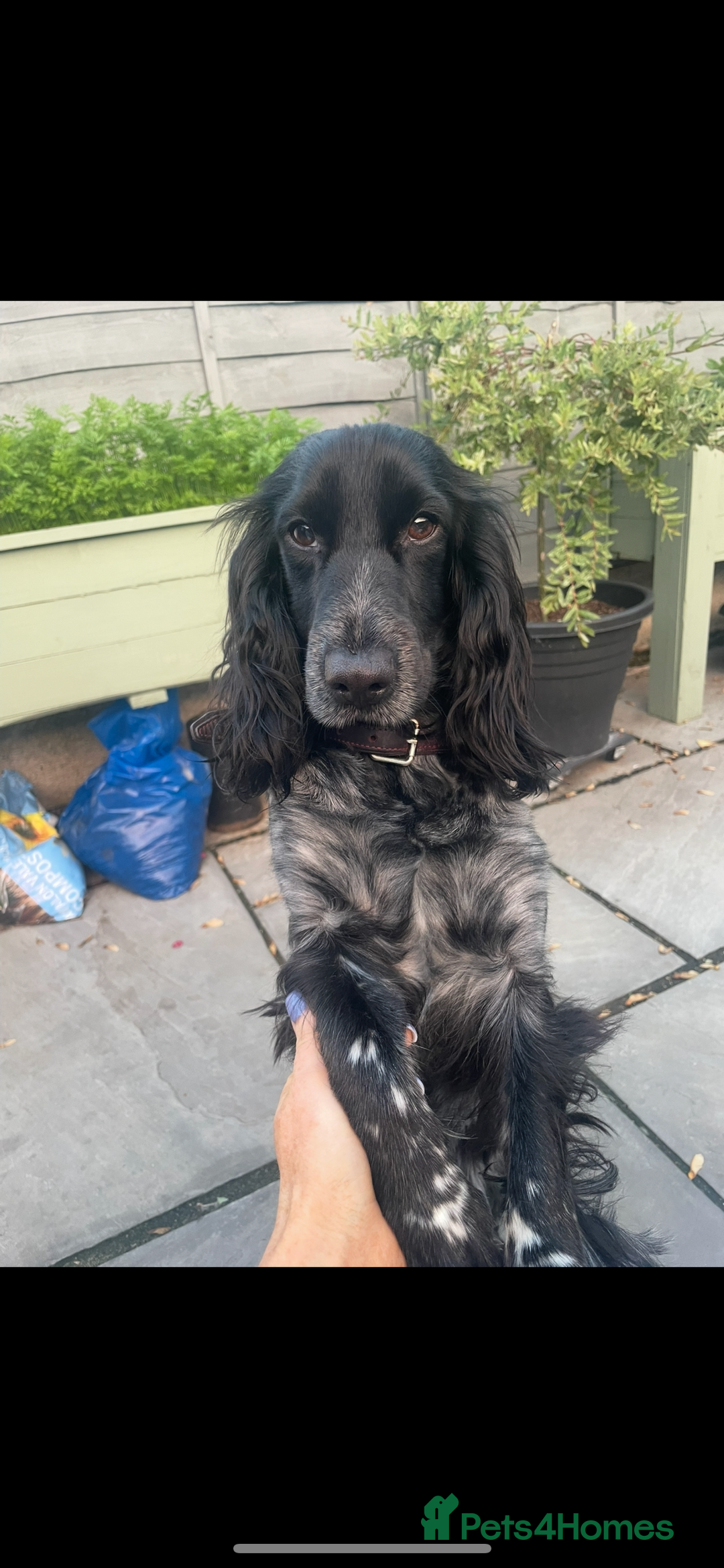 Cockapoo dogs for sale: Female Cockapoo Looking for Forever Home - Image 1