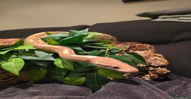 Python Snake reptiles - Advert 3