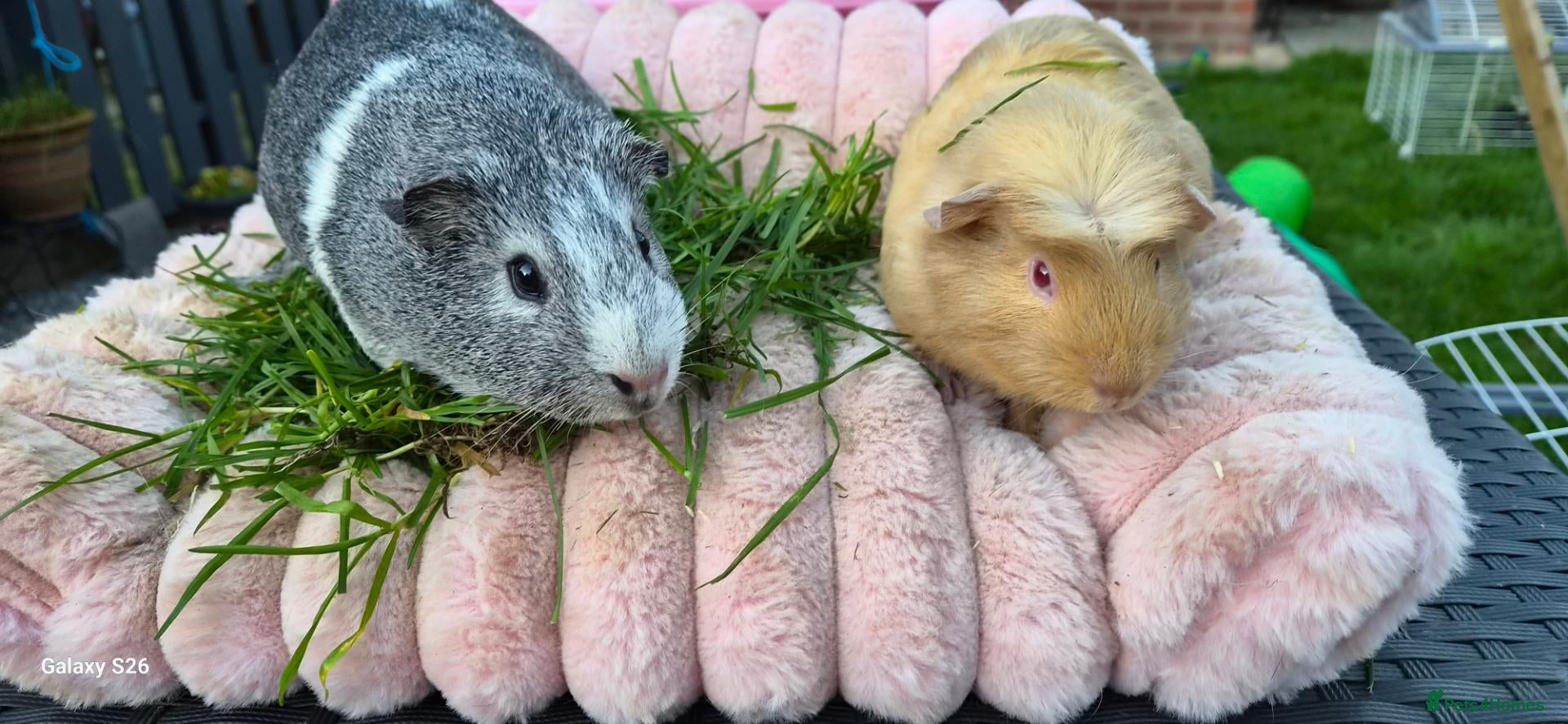 Guinea Pig rodents Two bond beautiful females Guinea pigs - Advert 15