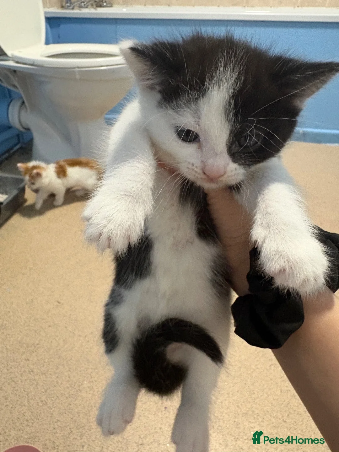 Mixed Breed cats for sale: Sister and brother  - Advert 24