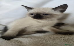 Ragdoll cats for sale: Beautiful Ragdoll cross kittens.  - Image 7
