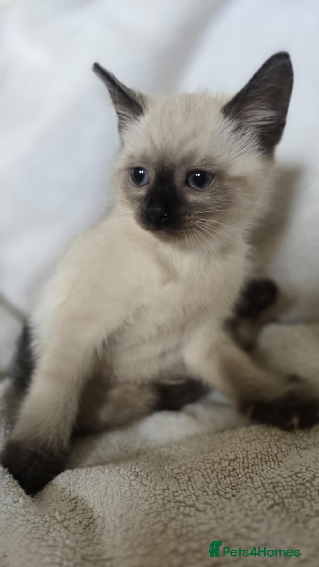 Ragdoll cats for sale: Beautiful Ragdoll cross kittens.  - Image 7