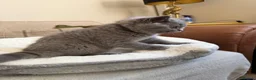 British Shorthair cats for sale: GCCF blue female now available... - Advert 15