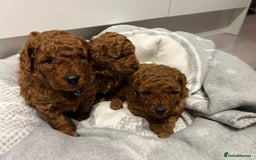Toy Poodle dogs for sale: Adorable Deep Red Toy Poodle Puppies Available! 🐾 - Image 16