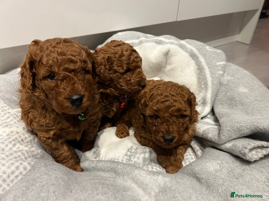 Toy Poodle dogs for sale: Adorable Deep Red Toy Poodle Puppies Available! 🐾 - Image 16