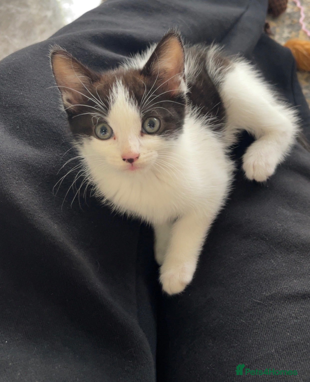 Mixed Breed cats Adorable 8 weeks old kitten  - Advert 1