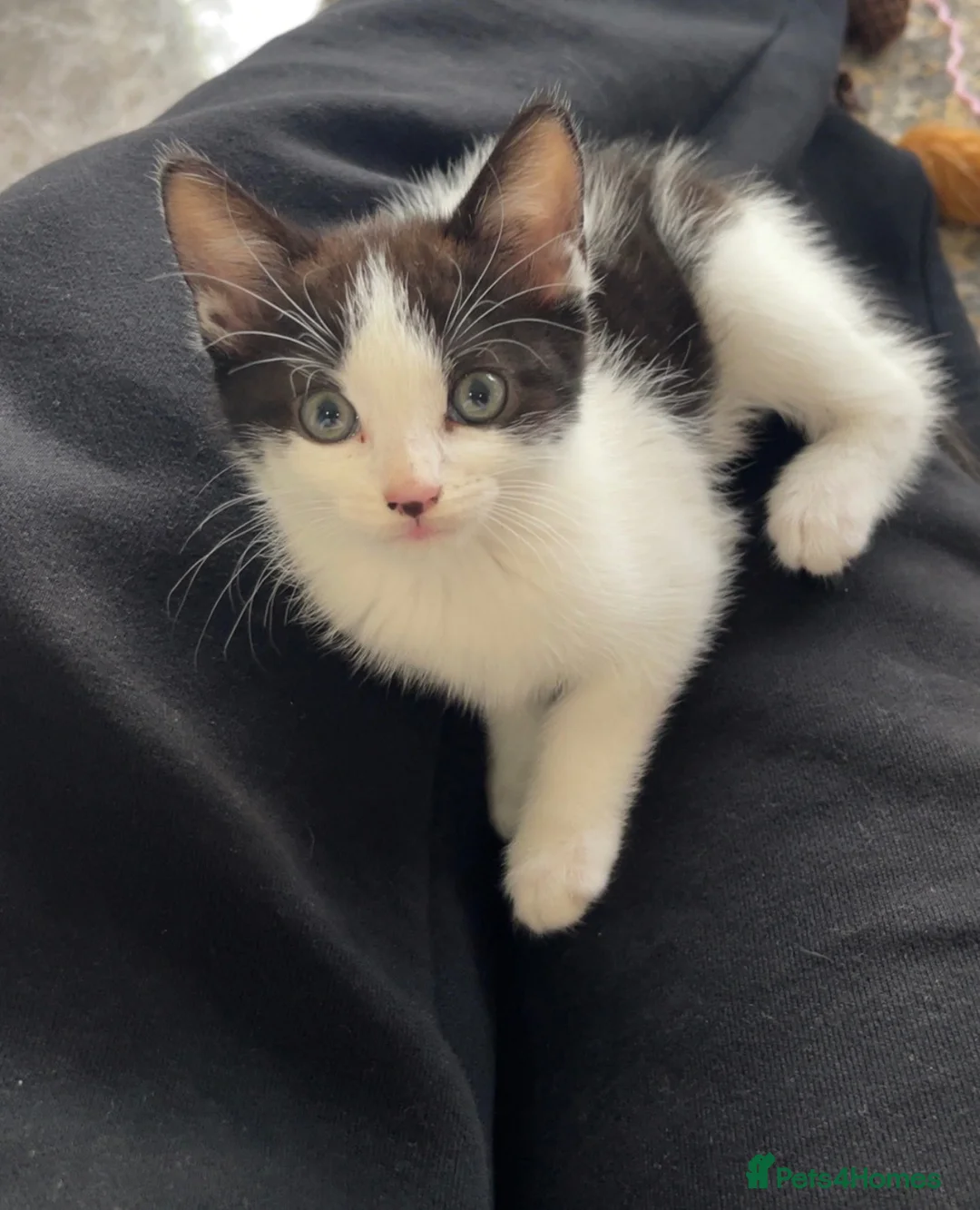 Mixed Breed cats for sale: Adorable 8 weeks old kitten  - Advert 1