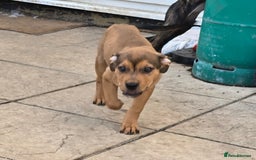 Mixed Breed dogs for sale: Rottweiler  x Staffordshire bull terrior - Image 5