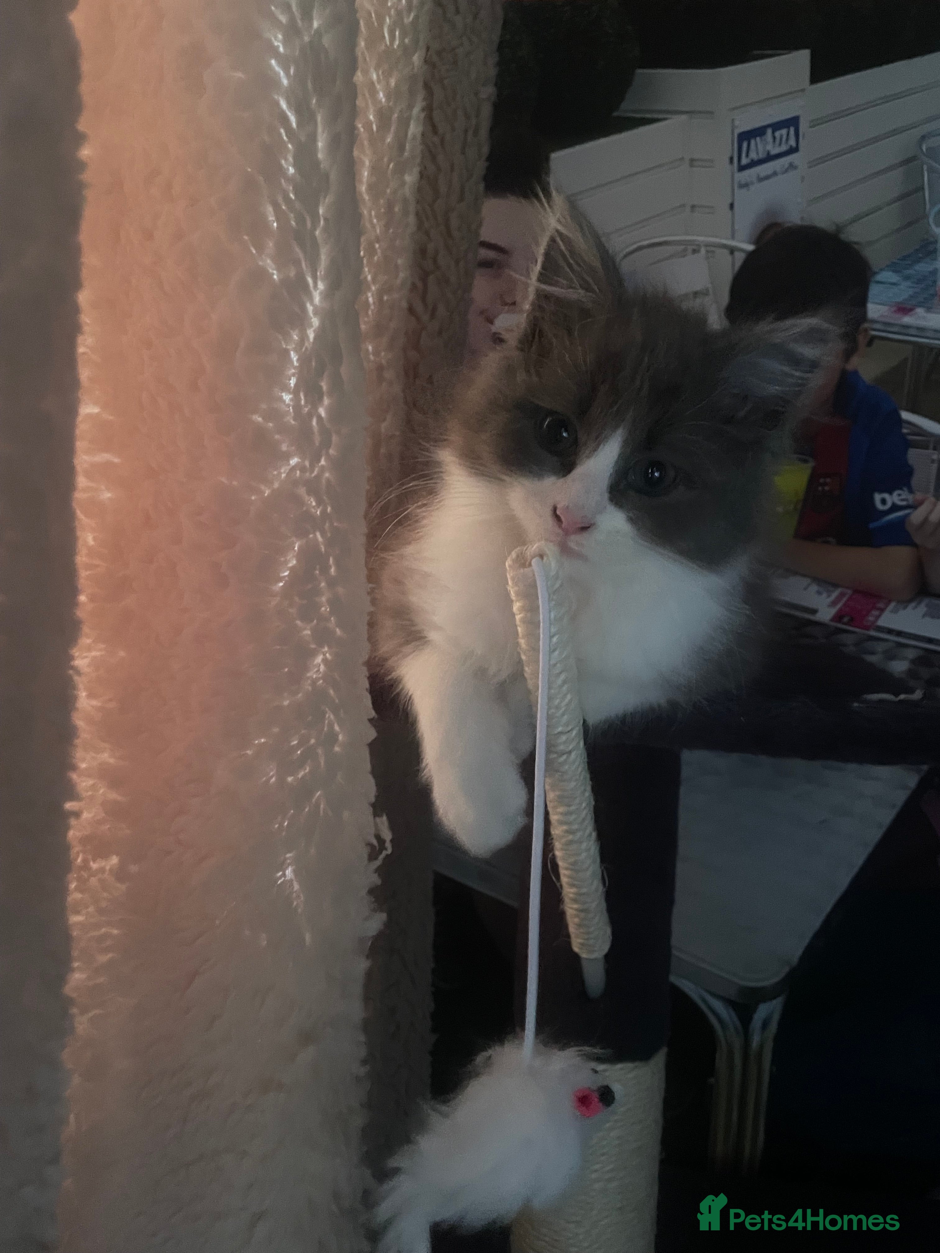 Maine Coon cats 💓ONLY ONE Beautiful Mainecoon/Ragdoll  Kittens💓 - Advert 18