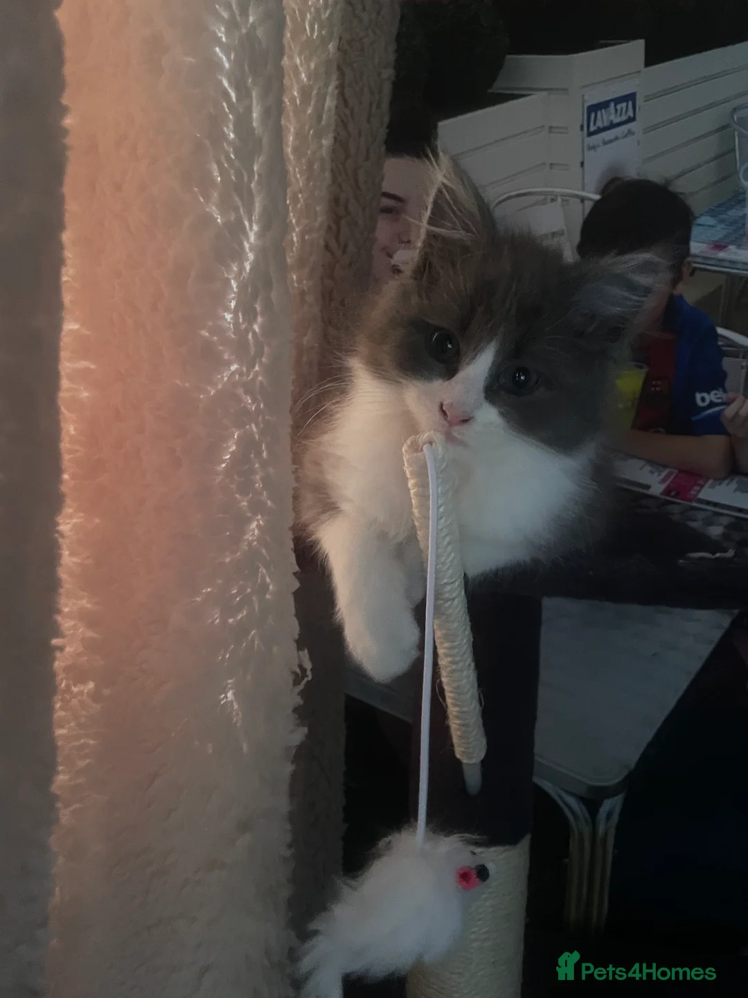 Maine Coon cats for sale: 💓ONLY ONE Beautiful Mainecoon/Ragdoll  Kittens💓 - Advert 1