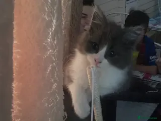 Maine Coon cats 💓ONLY ONE Beautiful Mainecoon/Ragdoll Kittens💓 - Advert 18