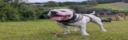 Staffordshire Bull Terrier dogs for stud: Health tested Staffordshire bull terrier studs  - Advert 4