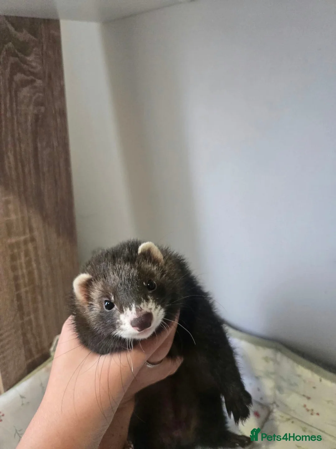 Ferret rodents for sale: 2 female Jill's for rehoming  - Advert 2