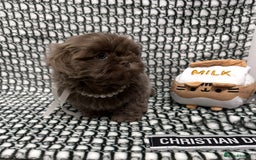 Shih Tzu dogs for sale: Exquisite KC Doll Faced LILAC BOY Imperial 🎀 - Image 5
