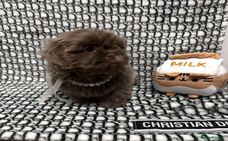 Shih Tzu dogs - Advert 1
