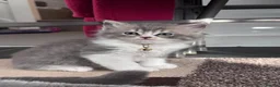 British Shorthair cats for sale: 🐾 Stunning British Shorthair × Persian Kittens 🐾 - Advert 14