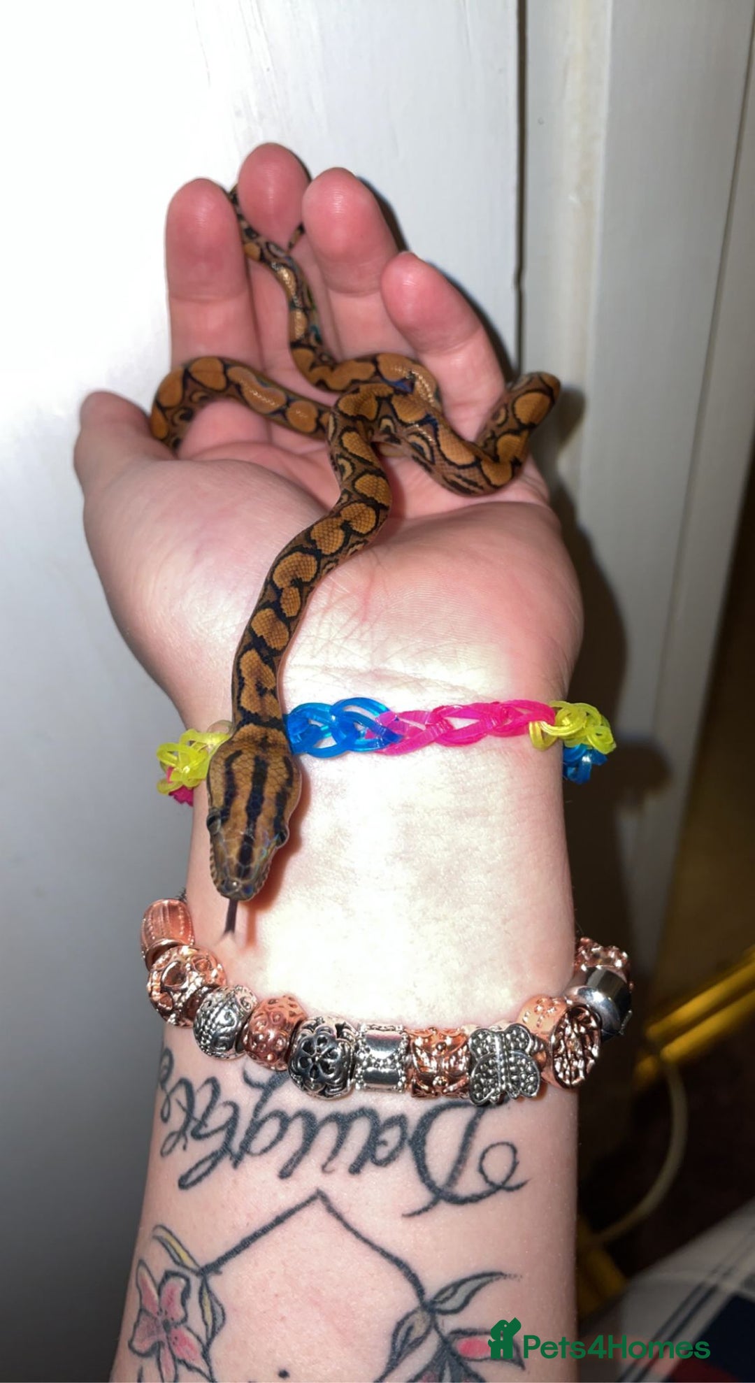 Snake reptiles for sale: Baby Brazilian rainbow boa  - Advert 4
